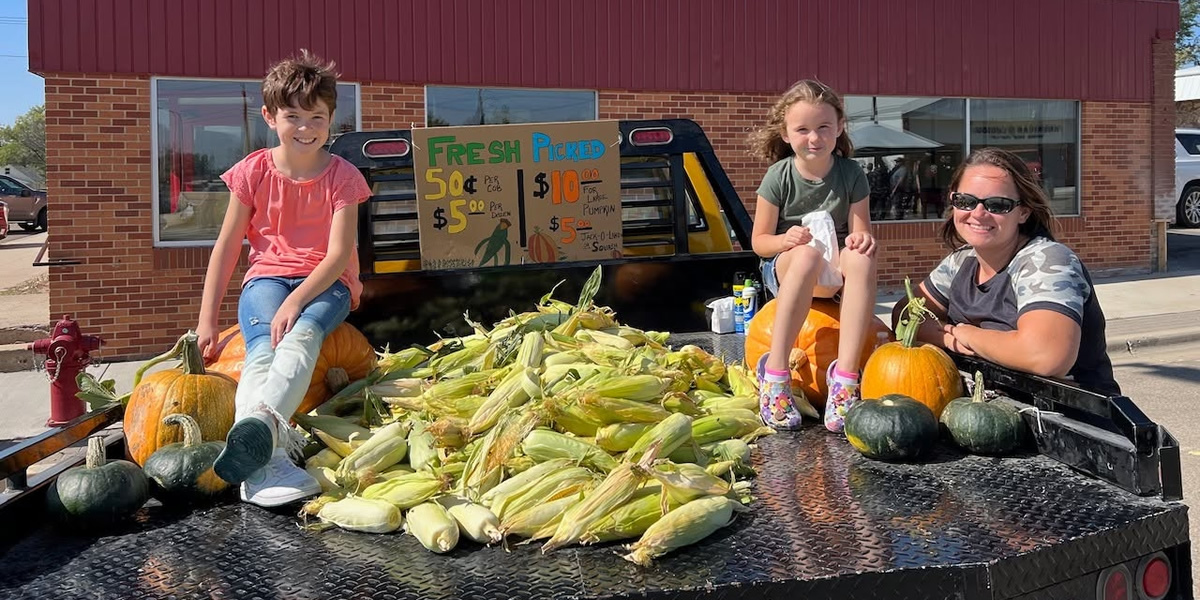 Fresh sweet corn grown near Parshall, ND